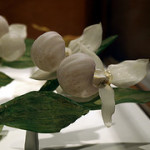 Glass Flower Model at Harvard Photo by John Pittman